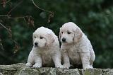 GOLDEN RETRIEVER 1135